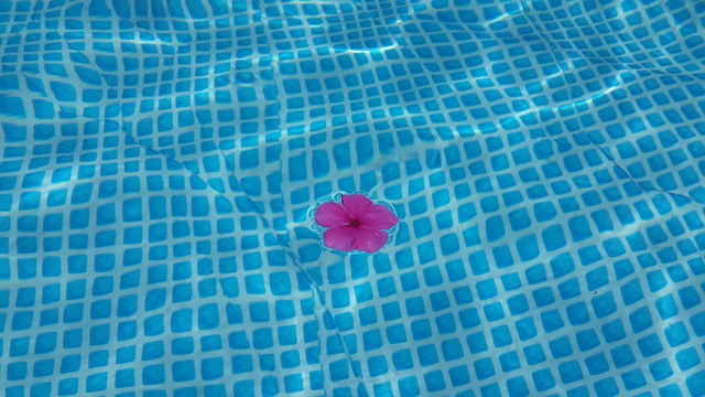 květ v bazénu.jpg
